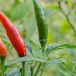 Exploring the Safety of Colored Mulch for Vegetable Gardens: Expert Insights!