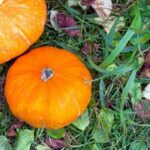 Mycorrhizae in Vegetable Gardens Enhance nutrient uptake and root growth with mycorrhizae in vegetable gardens for optimal results