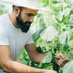 Thriving vegetable garden in the Southern Mississippi region, showcasing successful vegetable gardening techniques