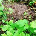 Suggested alt text: 'Top 10 Beginning Vegetable Gardening Books: A Comprehensive Guide'