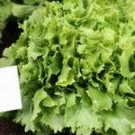 Comprehensive Master Gardener Vegetable Guide - Tips, techniques, and advice for successful vegetable gardening