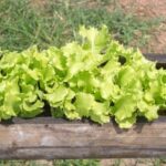 Benefits and considerations of using cypress mulch in vegetable gardens: Is it suitable?