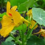 Exploring the safety of using dyed mulch in vegetable gardens: Is it a viable option?