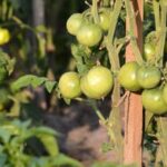 Container Vegetable Gardening Soil High-quality soil for successful container vegetable gardening