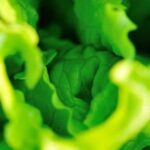 The Vegetable Gardener's Bible: A comprehensive guide for successful gardening with vegetables