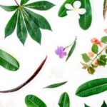 Comprehensive vegetable gardening guide by IFAS: Tips, techniques, and expert advice for successful gardening