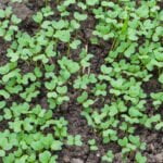 Colorful assortment of books on container gardening for vegetables displayed on a bookshelf