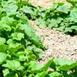 Is hardwood mulch safe for vegetable gardens? Learn about its benefits and potential risks