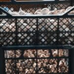 Wheat straw: an excellent and natural mulch option for enriching vegetable gardens