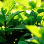 Homemade squirrel repellent recipe for vegetable gardens: effective and natural solution for keeping squirrels away