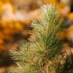 Top-rated pots for vegetable gardens - choose the best ones for optimal plant growth