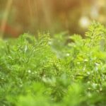 Image of the best organic pesticide for vegetable gardens, ensuring safe and effective pest control