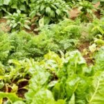 Image of a flourishing Cape Cod vegetable garden showcasing vibrant green produce
