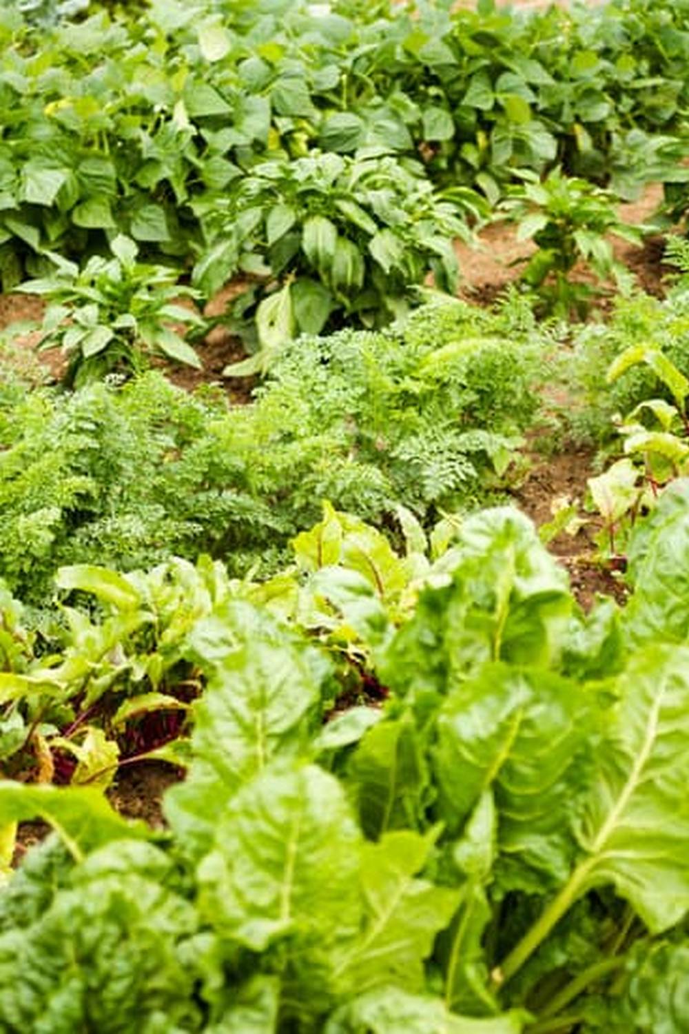 Benefits of Using Wood Chips as Mulch in Vegetable Gardens