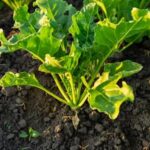 Is ACQ Treated Wood Safe for Vegetable Gardens? Find Out the Best Practices