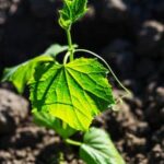 Lush and vibrant Colorado vegetable garden showcasing high elevation gardening techniques and our successful gardening endeavors