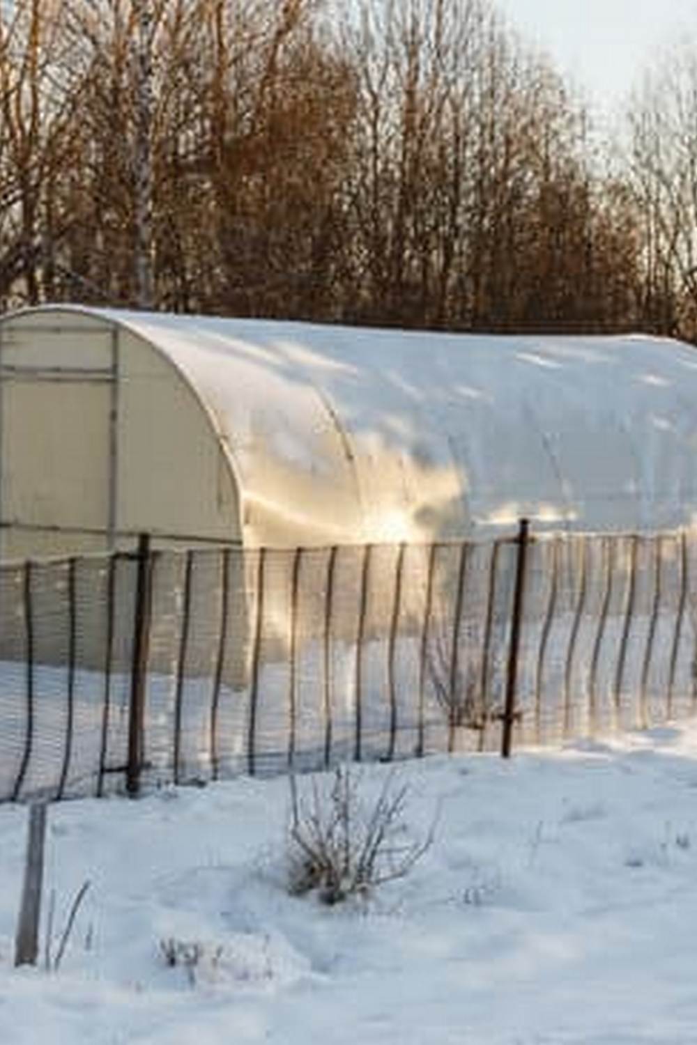 Organic and Eco-Friendly Natural Weed Killers for Vegetable Gardens: Effective Solutions for a healthier harvest