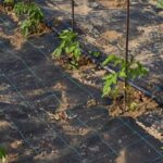 The Natural Gardener Austin vegetable garden: A flourishing and sustainable oasis with vibrant and bountiful produce