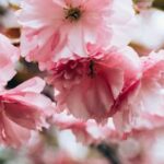 Ensuring Safety: Choosing the Right Mosquito Spray for Your Vegetable Gardens