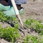 Introduction to Vegetable Gardening: Fundamentals and Essential Tips for Beginners