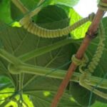 Essential tools, kits, and accessories for vegetable gardeners: find the perfect gifts!