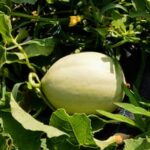 Discover the benefits of being a Year-Round Vegetable Gardener with helpful tips from Google