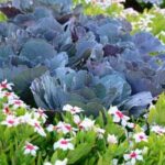 Using environmentally-friendly methods to treat timber for vegetable gardens