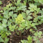 Lush and thriving Nova Scotia vegetable garden showcasing diverse range of gardening vegetables