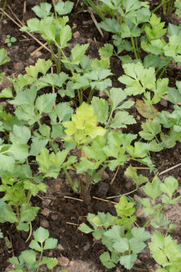 Lush and thriving Nova Scotia vegetable garden showcasing diverse range of gardening vegetables