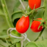Colorful and Beneficial Flowers for Vegetable Gardens: Enhance Pollination and Natural Pest Control