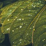 Discover expert tips and advice on vegetable gardening in our informative blog