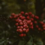 Image displaying lush organic hydroponic vegetable garden with vibrant vegetables