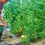 Cover of Vegetable Gardening Books for Beginners, a comprehensive guide for novice gardeners