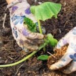 Zone 10 Gardening: Discover the Best Vegetables to Grow in your Zone 10 Garden