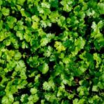 Step-by-step guide on how to effectively use bone meal in vegetable gardens