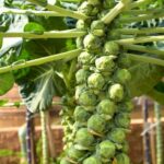 Spectracide weed and grass killer's vegetable garden safety: a reliable option for effective weed control