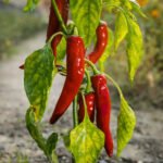 Is Humus and Manure Good for Vegetable Gardens Humus and manure: The ultimate boost for thriving vegetable gardens