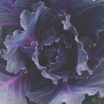 Safe for Vegetable Gardens: Confirming if Pressure Treated Wood Can be Used without Harmful Effects