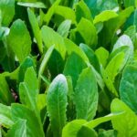 Using coffee grounds as fertilizer benefits vegetable gardens by promoting soil health and nutrient absorption