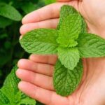 Discover engaging TV shows about vegetable gardening for beginners, experts, and enthusiasts