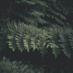 Ensuring Safety: Evaluating the Use of Nematodes in Vegetable Gardens