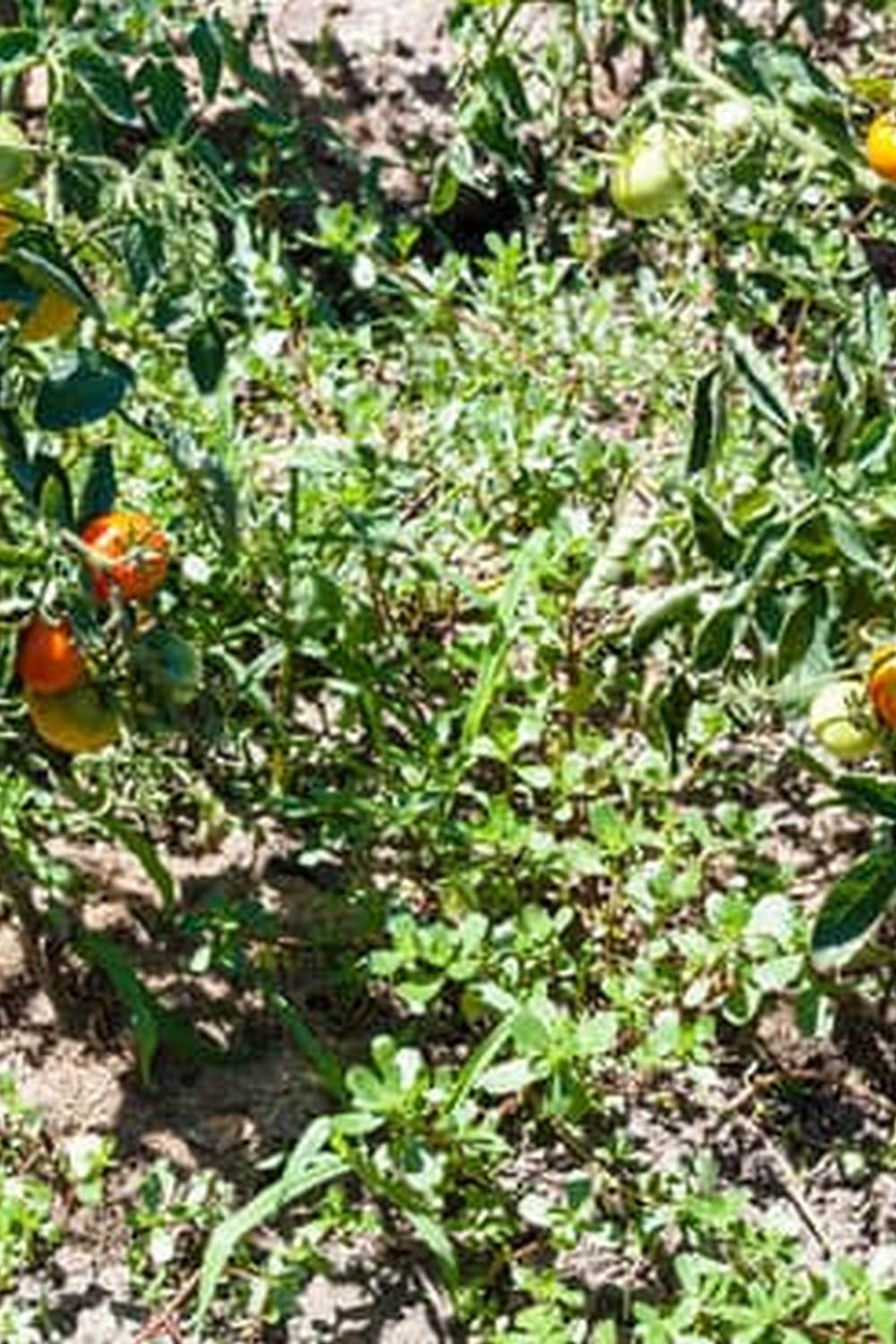 Lizards can cause damage to vegetable gardens, eating crops and leaves