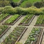 Durable treated pine sleepers ideal for veggie gardens: rot-resistant, long-lasting, and perfect for raised beds