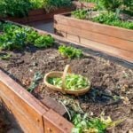 Image of a vegetable garden with deer browsing - do deer eat vegetable gardens?