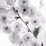 Top 5 recommended vegetable varieties for Colorado gardens: choose the crops that thrive in the local climate