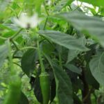 Lush vegetable garden thriving in Flagstaff, AZ - the perfect blend of nature and sustainability