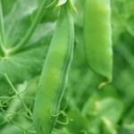 Corrugated Iron Vegetable Gardens Corrugated iron vegetable gardens: durable, rustic containers perfect for growing a variety of fresh produce