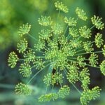 Lush and thriving vegetable gardens for apartment living - a sustainable and space-saving solution