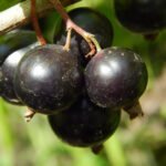 Lush plants flourishing in a scenic backyard vegetable garden - inspiring ideas for homegrown produce