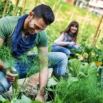 Understanding the Safety of Mosquito Bits in Vegetable Gardens: What You Need to Know